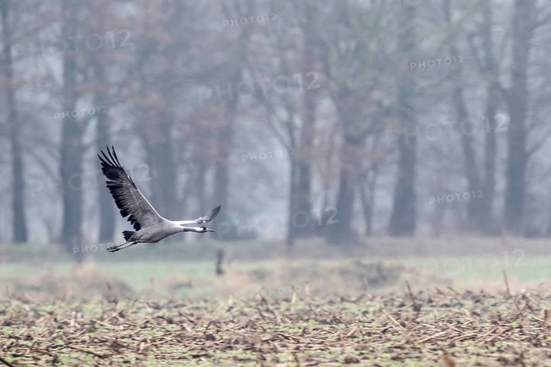 Cranes (Grus grus), flying, Fischerhuder Wümmeniederung, Lower Saxony, Germany