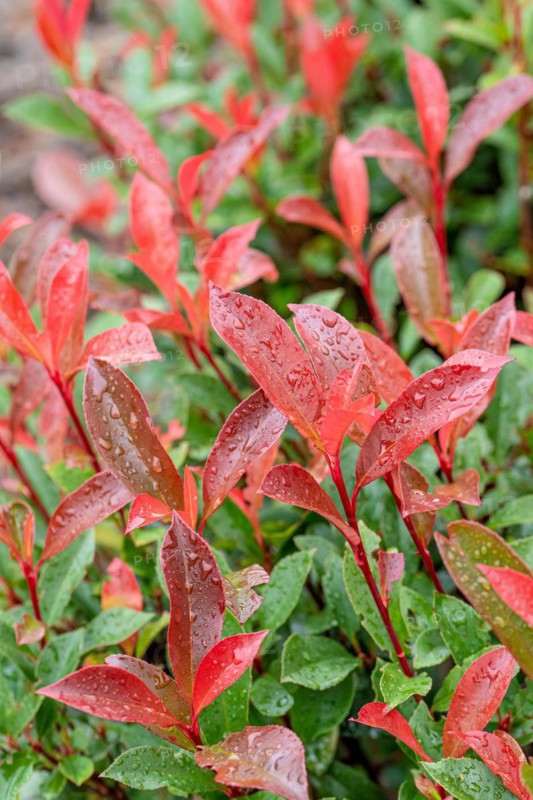 Photinia × fraseri 'Carré Rouge', Cambridge Botanical Garden, Germany