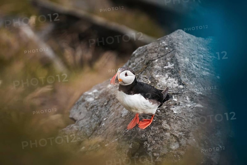 A puffin, Fratercula arctica, stands on a rocky perch in Norway, showcasing striking colors This image captures the essence of Norway's natural beauty, ideal for adventure and wildlife themes