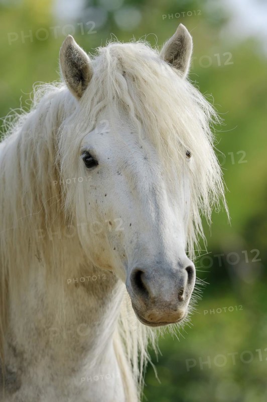 Camargue horse, portrait, Camargue, Provence, South of France