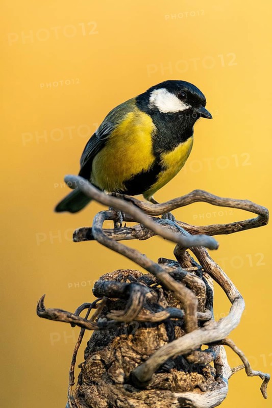 A vibrant Great Tit, Parus major, perches alertly on gnarled branches, its striking black and yellow plumage contrasting sharply with a soft yellow backdrop