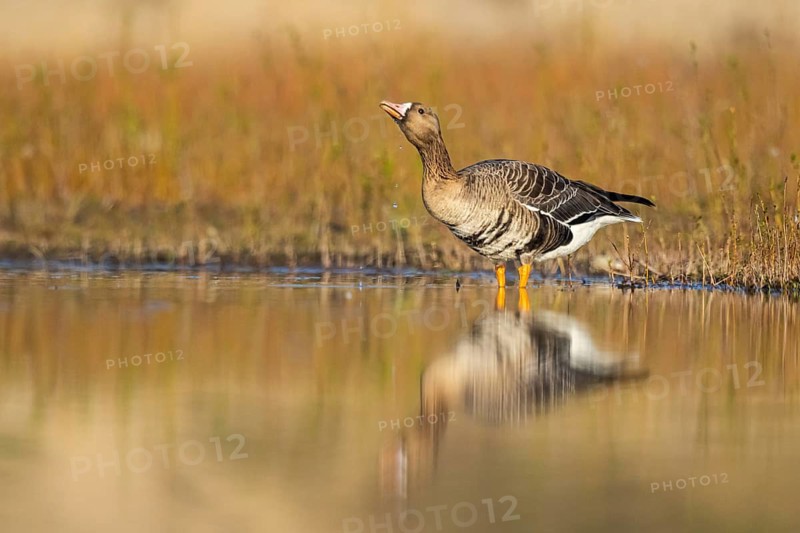 Greater White-fronted Goose (Anser albifrons) drinking, North Rhine-Westphalia, Germany