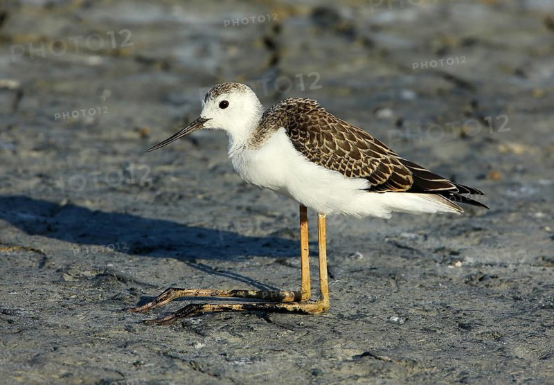 Black-winged Stilt (Himantopus himantopus) juvenile foraging, French Riviera, France