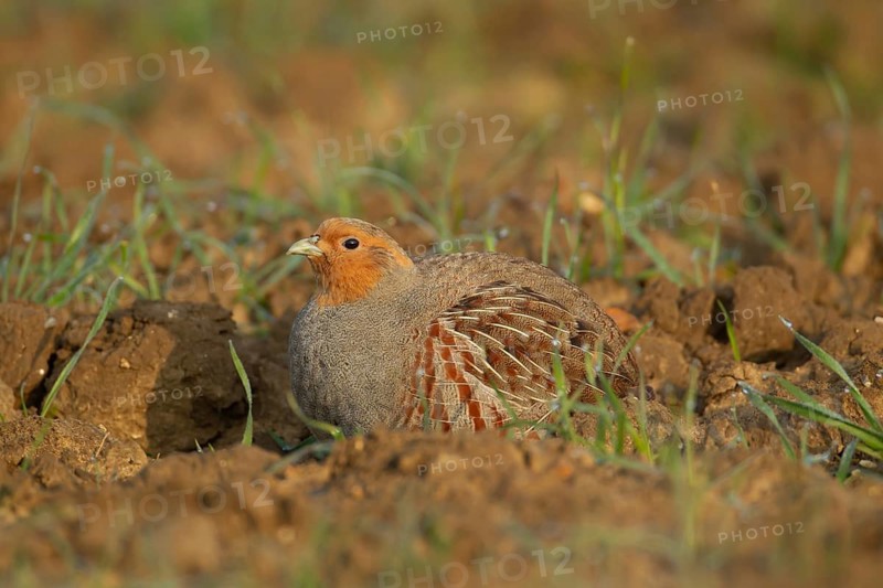 Grey or English or Hungarian partridge (Perdix perdix) adult game bird in a farmland cereal field, Suffolk, England, United Kingdom