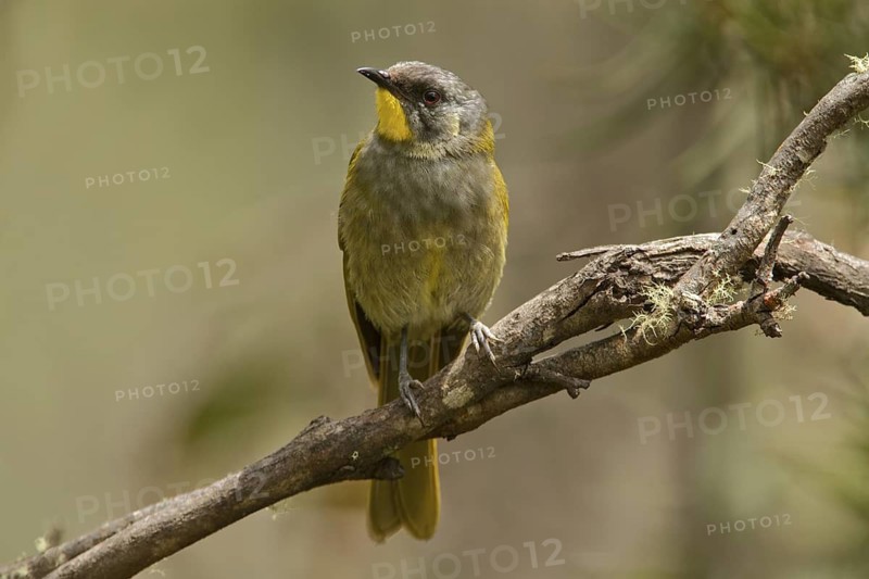Yellow-throated Honeyeater (Nesoptilotis flavicollis), Tasmania, Australia