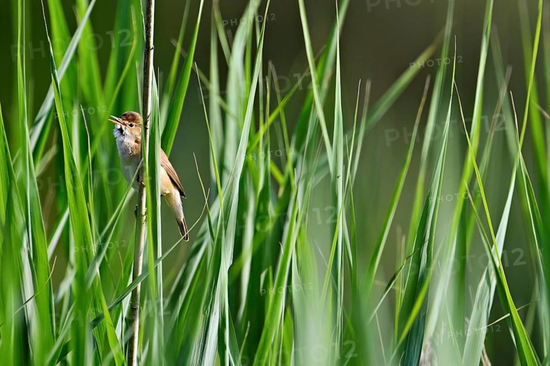 Reed Warbler (Acrocephalus scirpaceus), sitting in the reeds, Flachsee, Canton Aargau, Switzerland