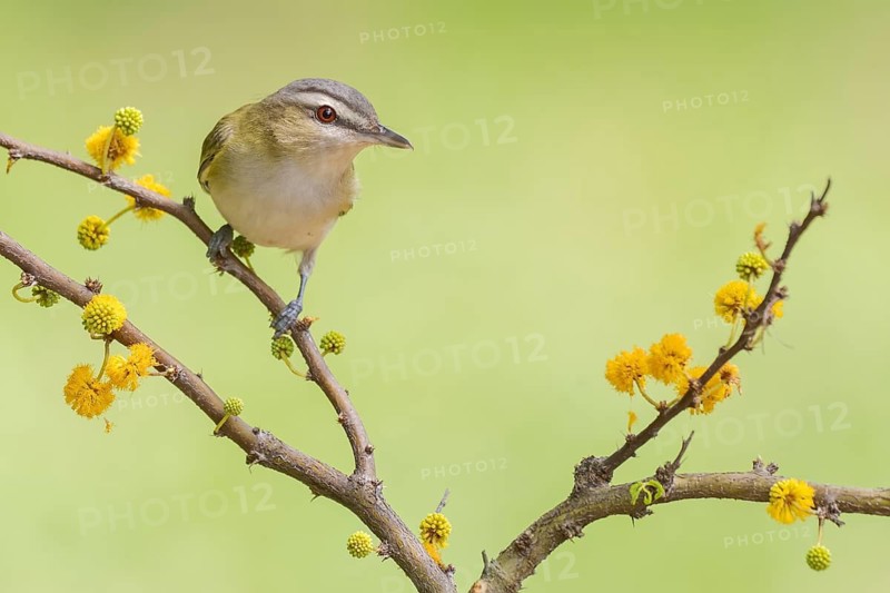 Red-eyed Vireo (Vireo olivaceus) perched on a twig, Texas, USA