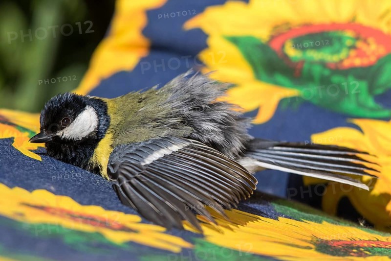 Great Tit (Parus major) sunbathing in garden chair, Mecklenburg-Western Pomerania, Germany