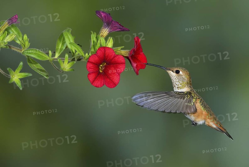 Rufous Hummingbird Female (Selasphorus rufus) - (Selasphorus rufus) - Victoria BC, Canada