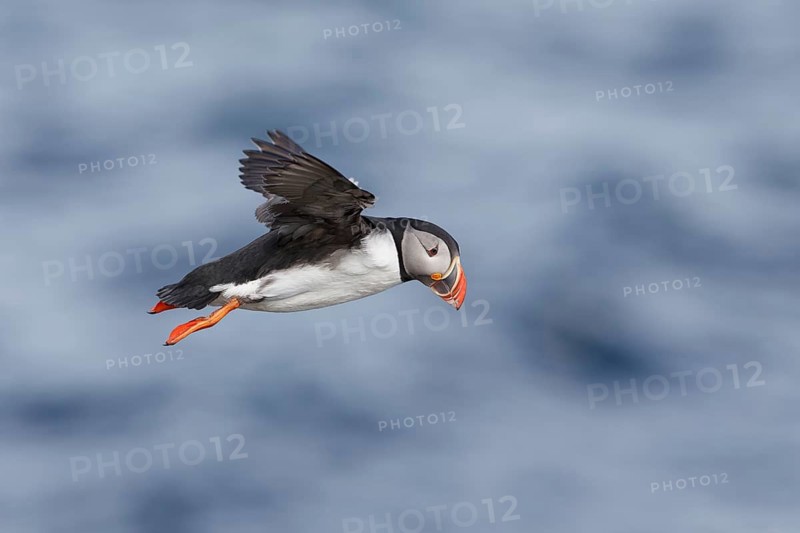 Atlantic Puffin (Fratercula arctica) flying, Iceland
