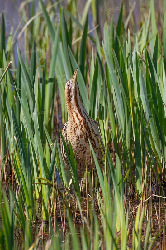 Great or Eurasian bittern (Botaurus stellaris) adult bird in a reedbed in spring, RSPB Minsmere nature reserve, Suffolk, England, United Kingdom