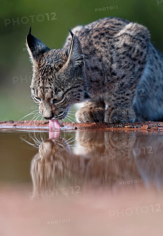 Lynx pardinus at a waterhole, Castilla-La Mancha, Spain