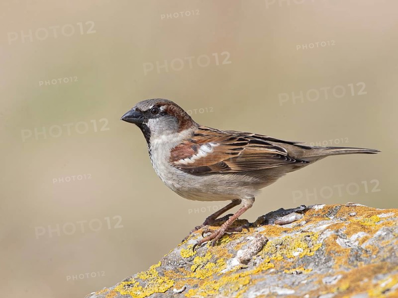 House Sparrow (Passer domesticus) male, United Kingdom