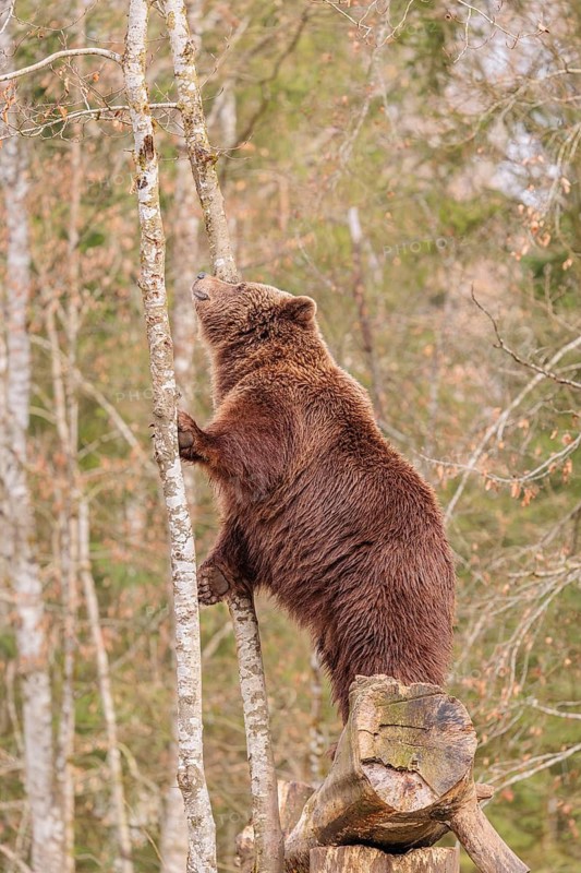 A young male Eurasian brown bear (Ursus arctos arctos) stands tall on a rotten tree lying on the ground to get closer to a common raven sitting above him
