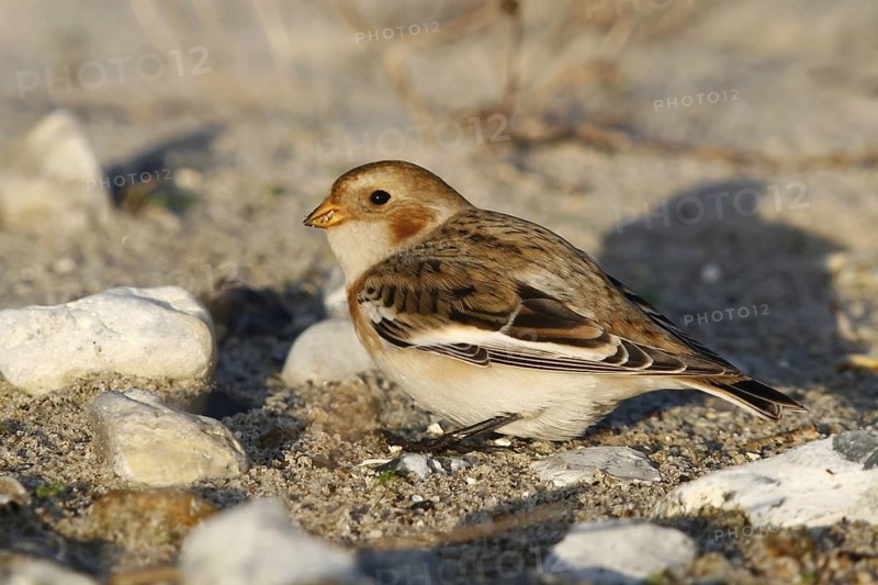 Snow Bunting (Plectrophenax nivalis), Schleswig-Holstein, Germany