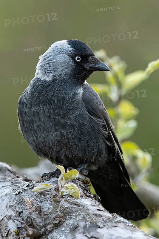 Western Jackdaw (Coloeus monedula), Smaland, Sweden