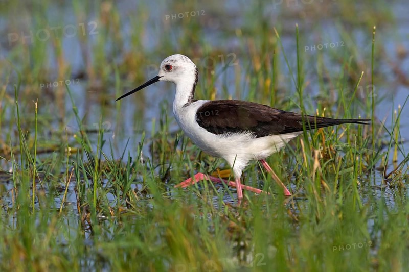 Stilt, (Himantopus himantopus), Animals, Birds, Avocet family, Lake Neusiedl, Illmitz, Burgenland, Austria