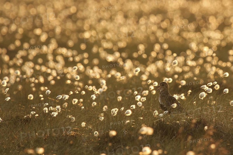 European Golden Plover (Pluvialis apricaria) calling, Yorkshire Dales, United Kingdom