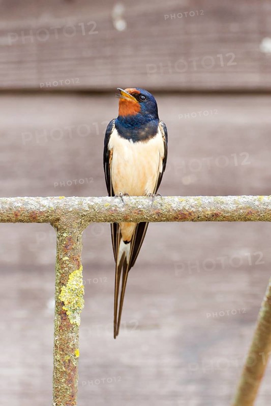 Barn Swallow Hirundo rustica, order Passeriformes, suborder Passeres, family Swallows (Hirundinidae), genus Hirundo