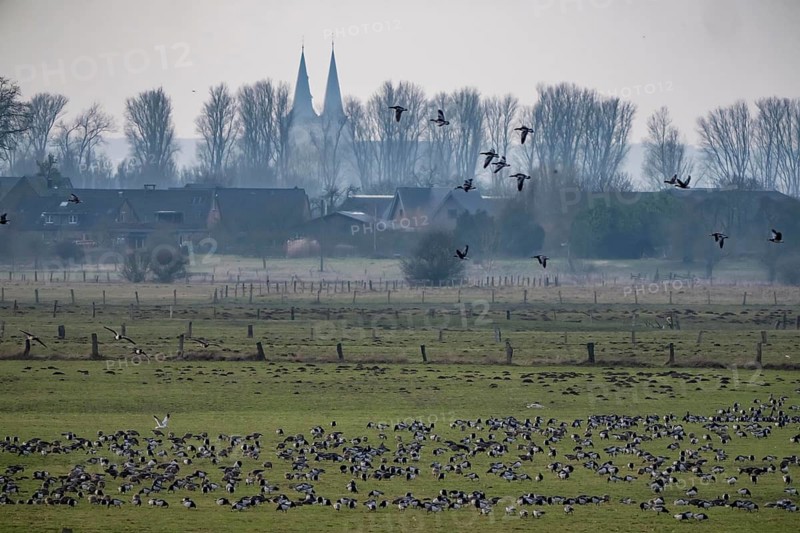 Bislicher Insel, nature reserve on the Rhine, Altrheinarm, near Xanten, Lower Rhine, Wesel district, one of the few floodplain landscapes in Germany, over 20, 000 wild birds, many arctic geese species pause and hibernate here, here white-cheeked geese and coot geese, in the back of St. Victor Cathedral in Xanten, North Rhine-Westphalia, Germany