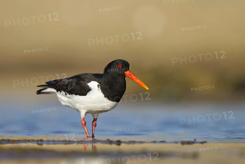 Eurasian Oystercatcher (Haematopus ostralegus) foraging, North Rhine-Westphalia, Germany