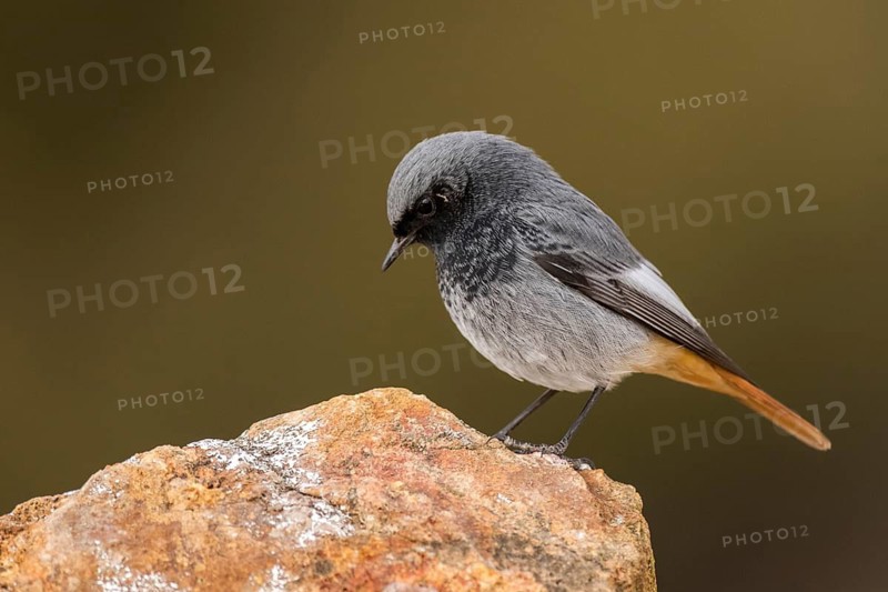 Black Redstart (Phoenicurus ochruros) male perched on a rock, Aragon, Spain