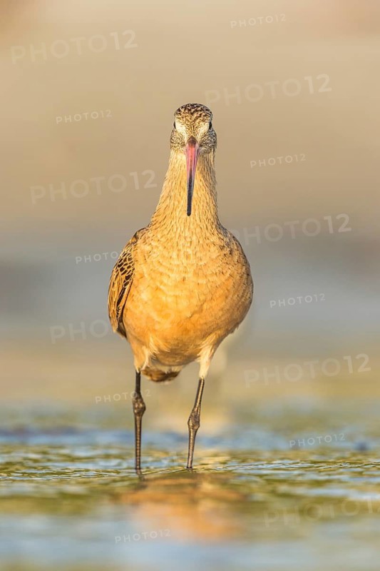 Marbled Godwit (Limosa fedoa) foraging, Florida, USA