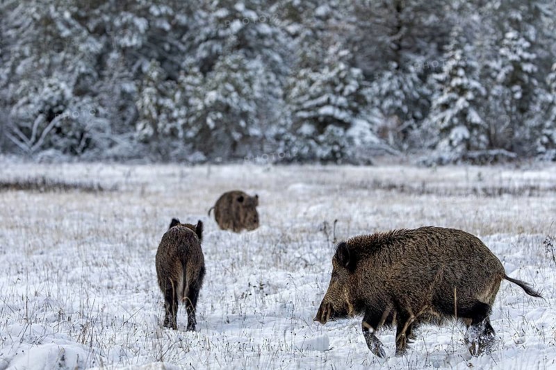 The wild boar boar (Sus scrofa) is fast approaching the mating, winter, snow, cold, rush season, mating season, November, Denmark