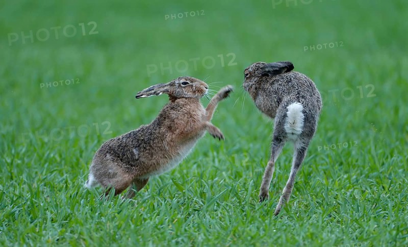 European hare (Lepus europaeus), pair in a meadow, Lake Dümmer, Germany