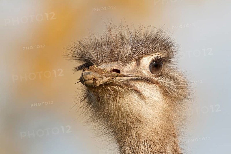 Common Ostrich (Struthio camelus), Rhineland-Palatinate, Germany