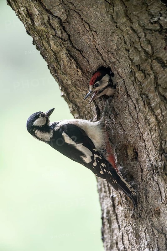 Great spotted woodpecker (Dendrocopos major) at the cave with young, Emsland, Lower Saxony, Germany