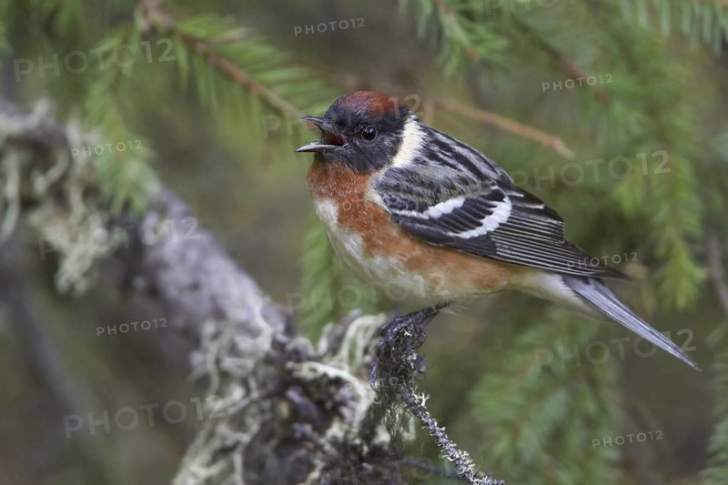 Bay-breasted Warbler (Setophaga castanea) singing, Manitoba, Canada