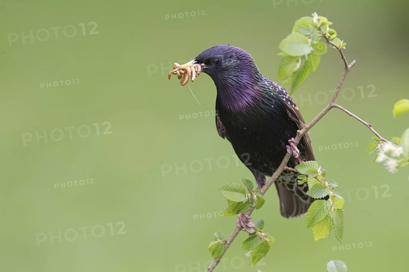 Common Starling (Sturnus vulgaris), Brandenburg, Germany