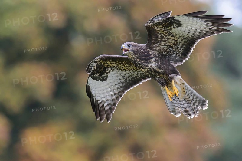 Common Buzzard (Buteo buteo) flying, Lower Saxony, Germany