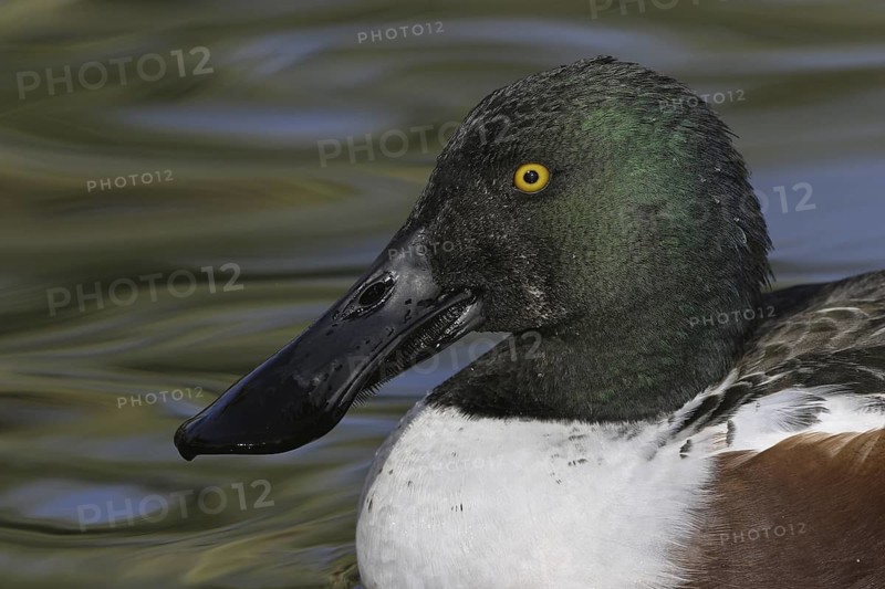 Northern Shoveler (Spatula clypeata) male, Arizona, USA