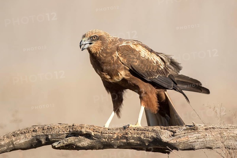 Western Marsh Harrier (Circus aeruginosus) female, Castile-La Mancha, Spain