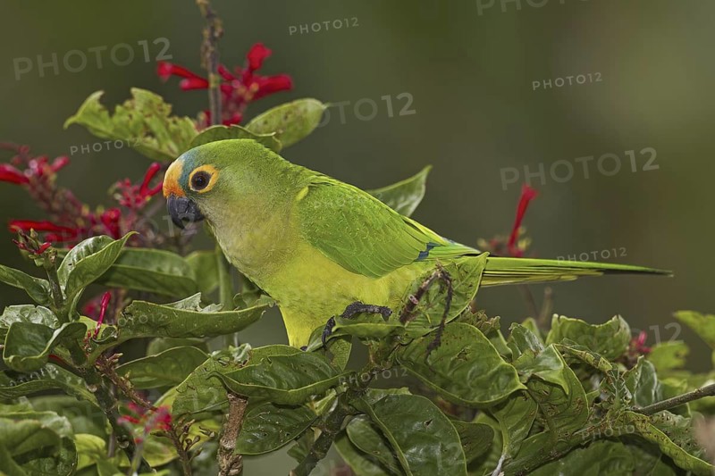 Peach-fronted Parakeet (Eupsittula aurea), Mato Grosso do Sul, Brazil