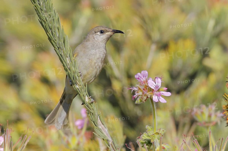 Brown Honeyeater (Lichmera indistincta), Western Australia, Australia