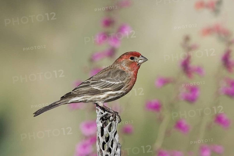 House Finch Carpodacus mexicanus Tucson, Arizona, United States 15 March Adult Male Fringillidae