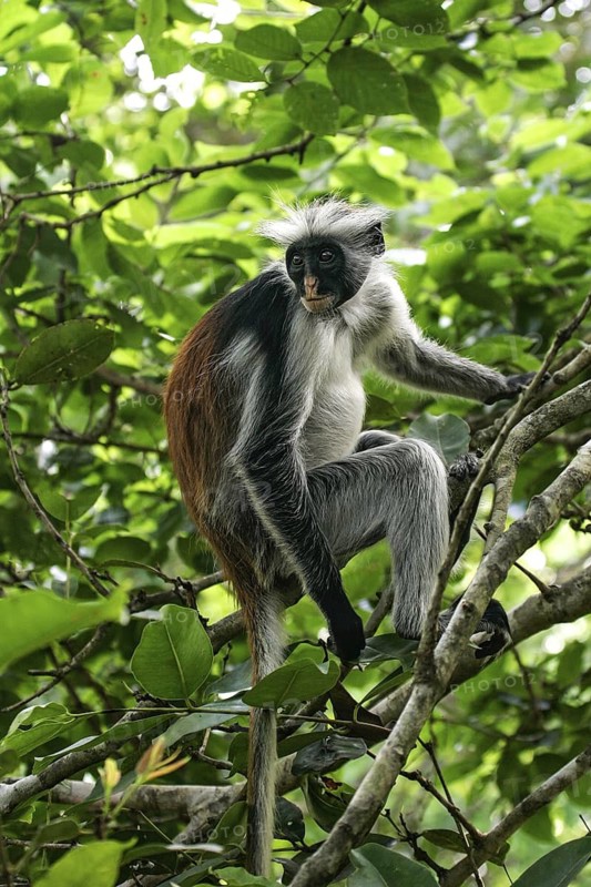 Sansibar-Stummelaffe (Piliocolobus kirkii) sitzt auf Baum im Regenwald, Jozani Chwaka Bay National Park, Sansibar, Tansania