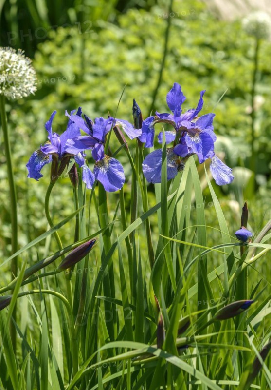 Siberian iris (Iris sibirica 'Annick'), Rhodo 2014, Bad Zwischenahn, Lower Saxony, Germany