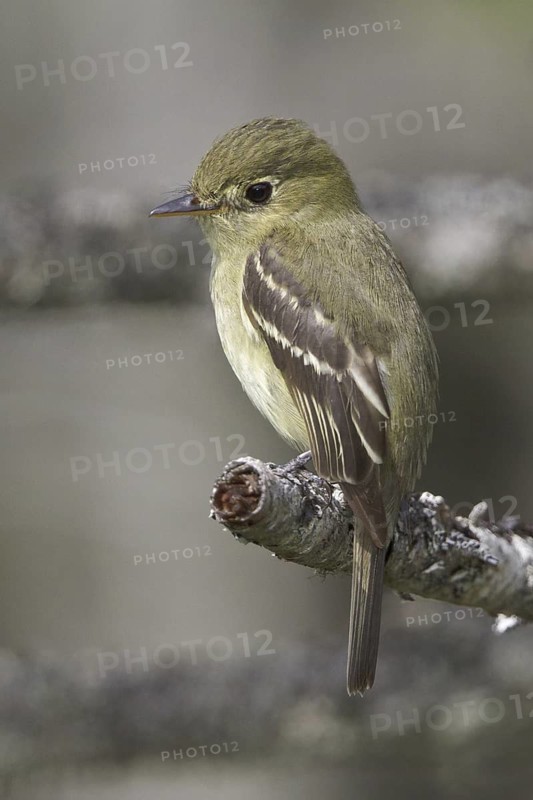 Yellow-bellied Flycatcher (Empidonax flaviventris), Newfoundland, Canada