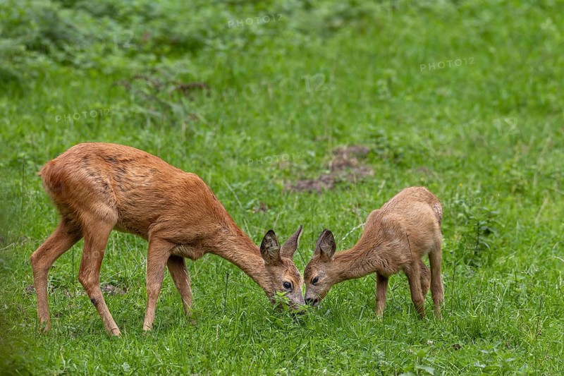 Doe (Capreolus capreolus) and fawn grazing in a meadow, baby animals, sweet, cute, September, Germany