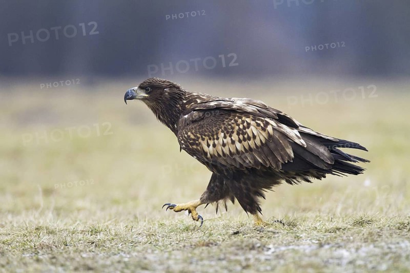 White-tailed Eagle (Haliaeetus albicilla) juvenile, Kutno, Poland