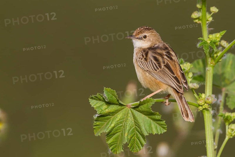 Zitting Cisticola - Zistensänger - Cisticola juncidis ssp. cisticola, Morocco