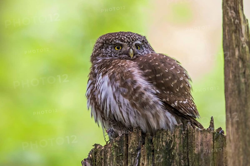 Sparrow owl (Glaucidium passerinum), Baden-Württemberg, Federal Republic of Germany