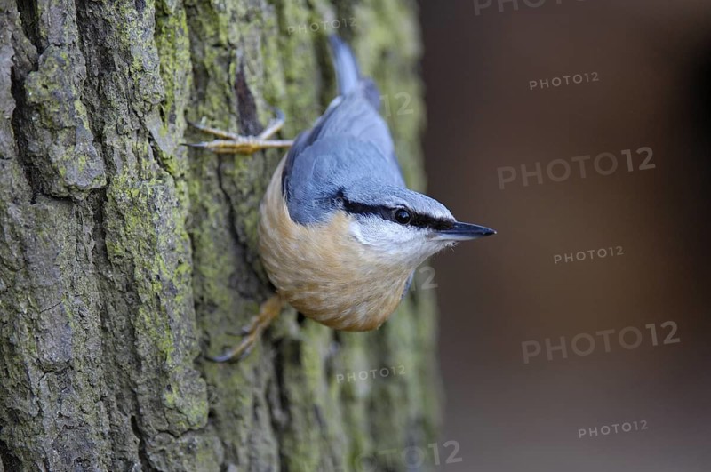 Kleiber (Sitta europaea), Winterfütterung, März, Oberhausen (D)