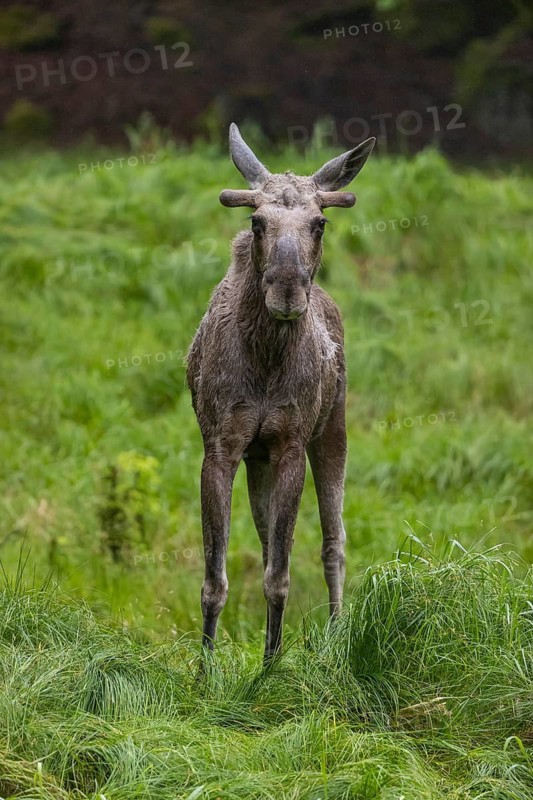 One adult male moose or elk, Alces alces, standing in tall fresh green grass