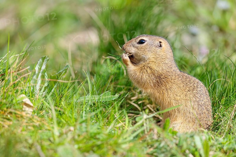 A fully grown European ground squirrel (Spermophilus citellus) carries nesting material in its mouth. Austria