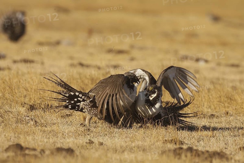 Sage Grouse (Centrocercus urophasianus) male mating, California, USA